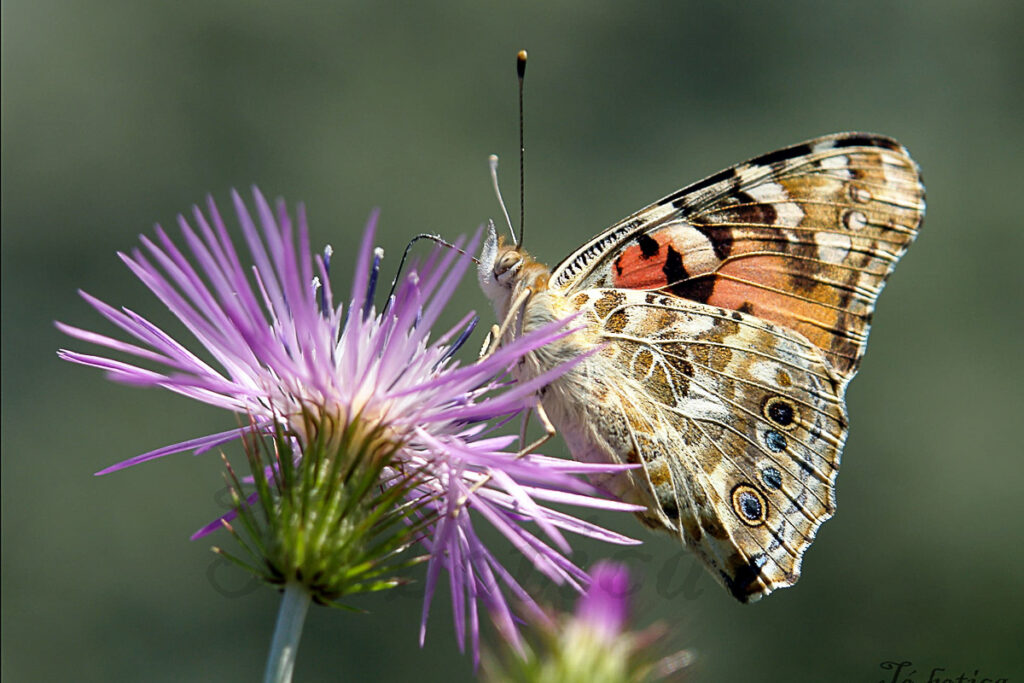 Vanessa cardui