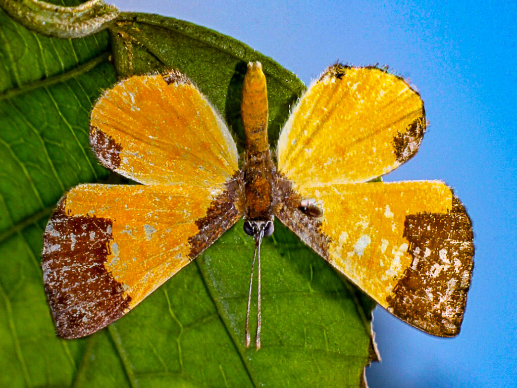 Adelotypa bolena