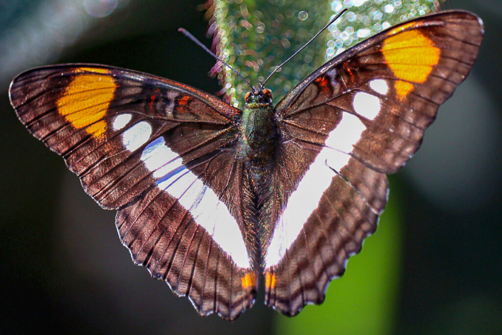 Adelpha serpa serpa