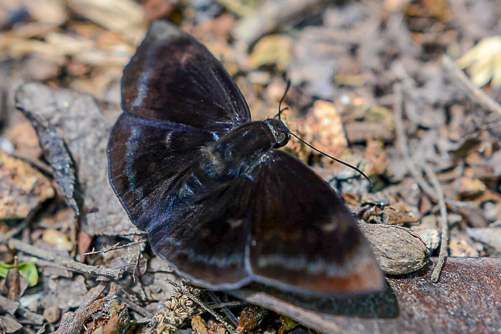 Aethilla echina echina