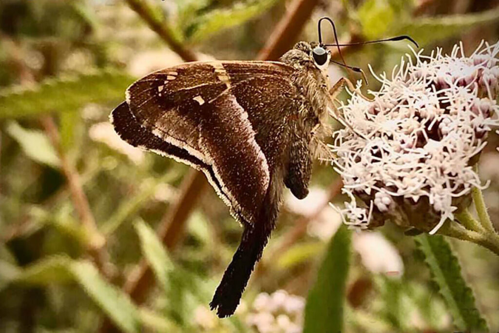 Aguna metophis