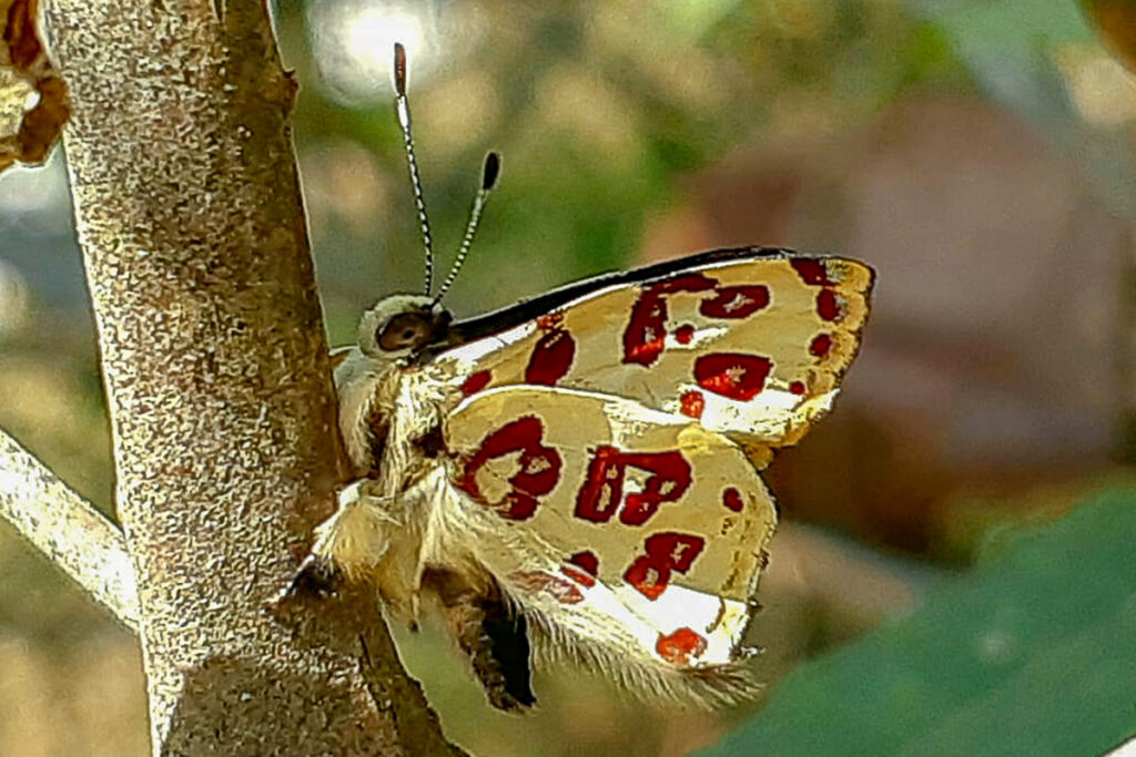 Anteros bracteata bracteata
