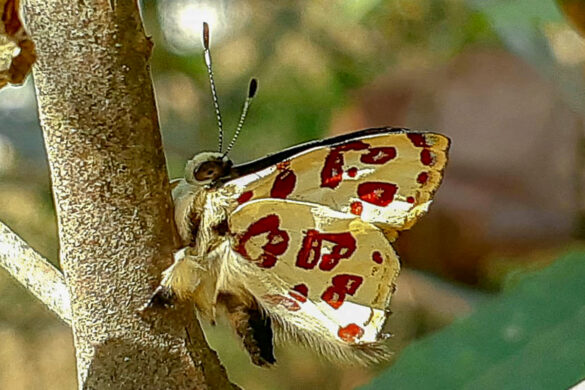 Anteros bracteata bracteata