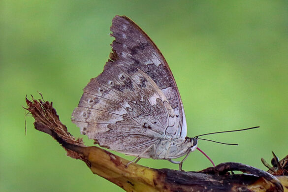 Archaeoprepona demophoon demophoon