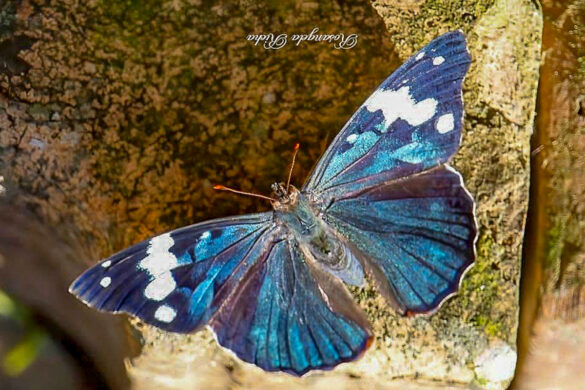 Eunica sydonia sydonia