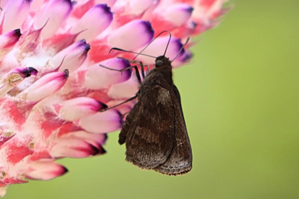 Ginungagapus tangerinii