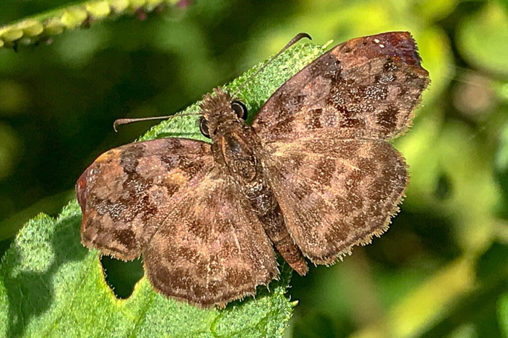 Gorgythion beggina escalophoides