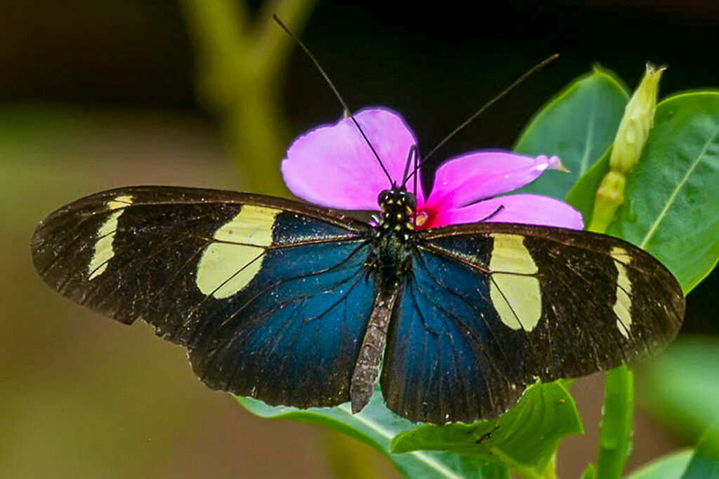 Heliconius wallacei flavescens