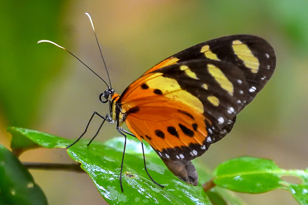 Melinaea ludovica paraiya