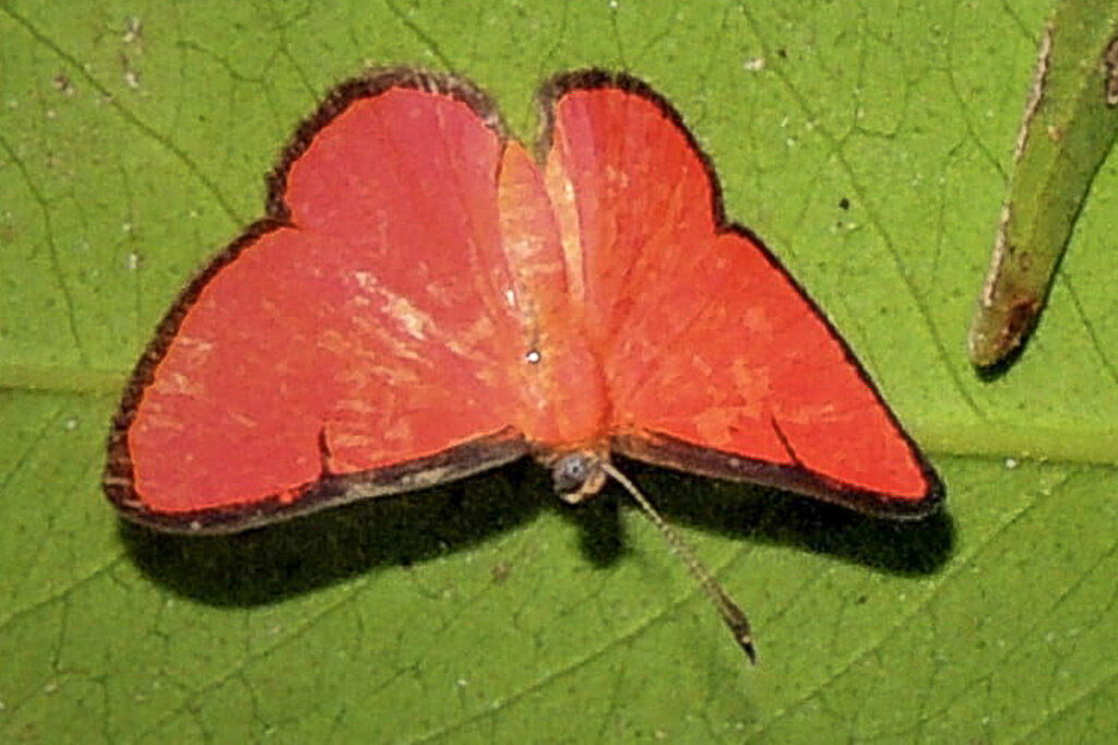 Mesene phareus