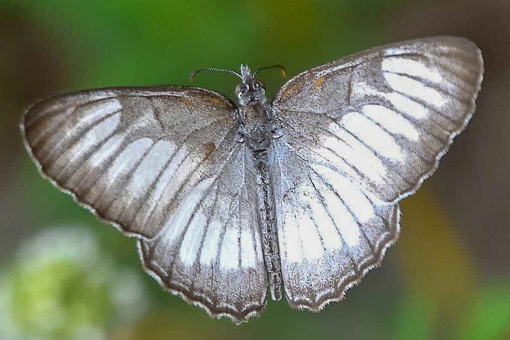 Mestra hersilia hypermestra