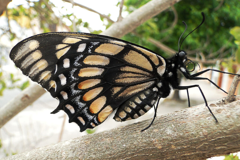 Pterourus scamander joergenseni