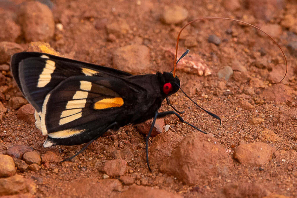 Carystus elana elana