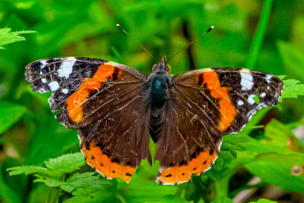 Vanessa atalanta rubria