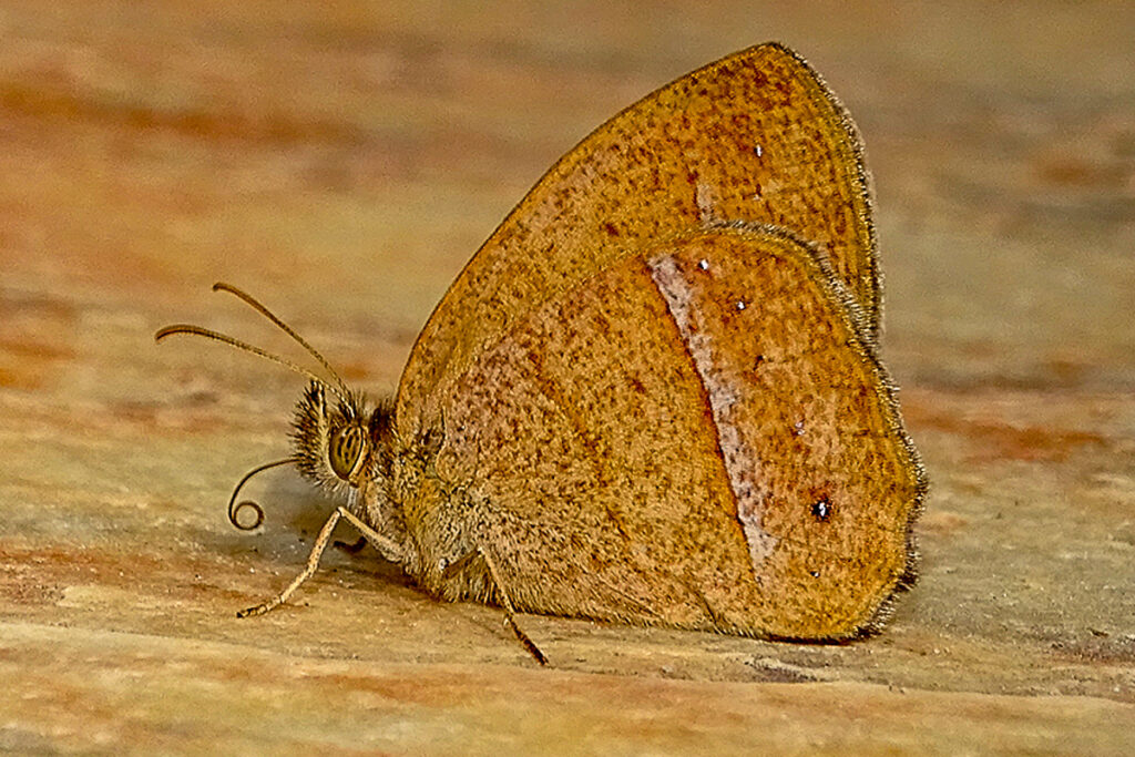 Yphthimoides patricia