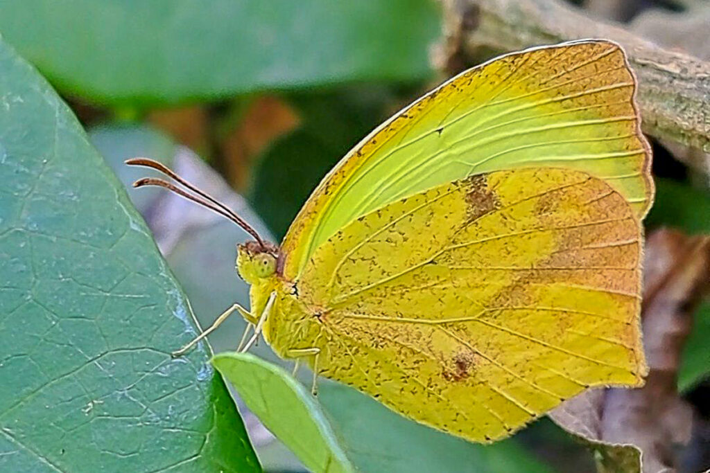 Abaeis arbela arbela