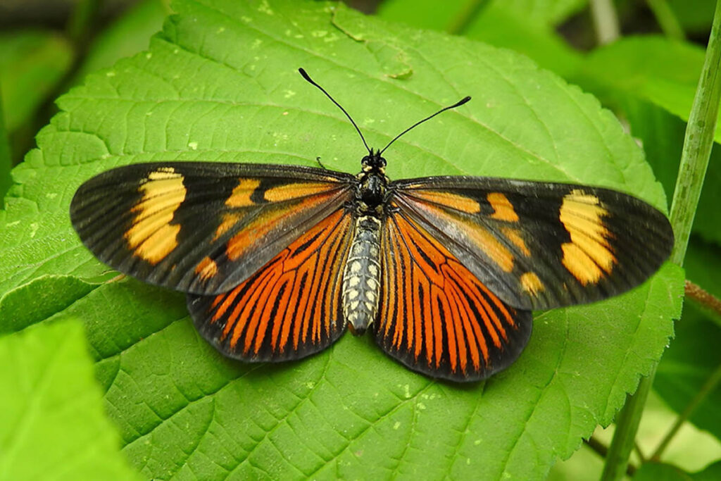 Actinote pellenea pellenea