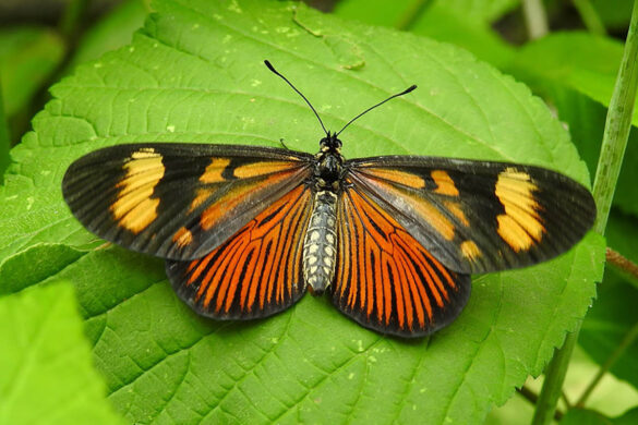 Actinote pellenea pellenea