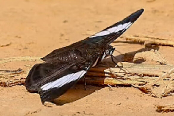 Adelpha epione epione