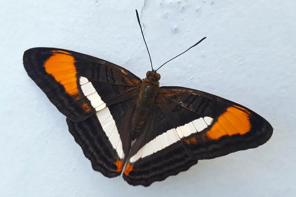 Adelpha gavina