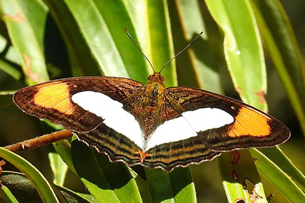 Adelpha thoasa gerona