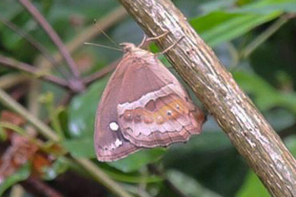 Amphidecta reynoldsi
