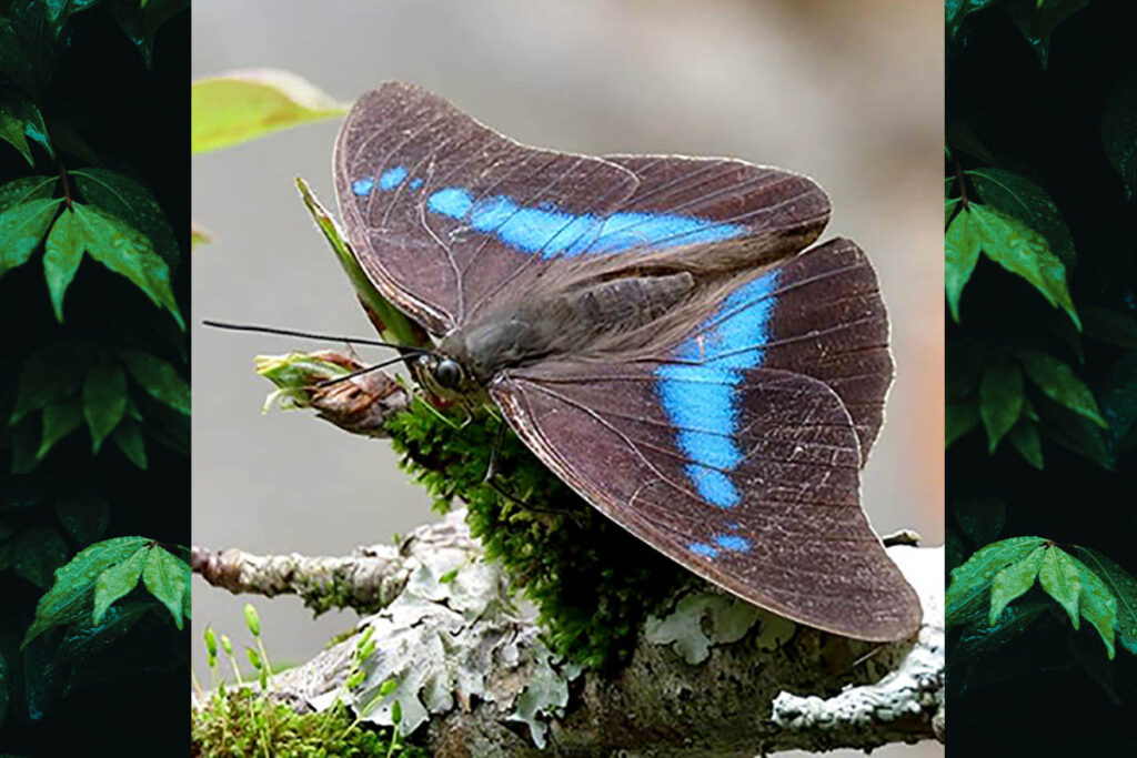 Archaeoprepona amphimachus pseudomeander
