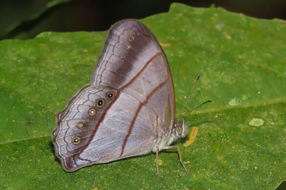 Archeuptychia cluena