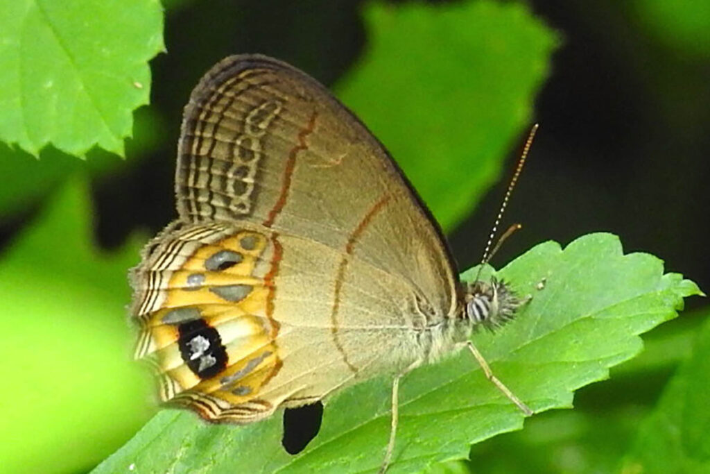 Argentaria pagyris