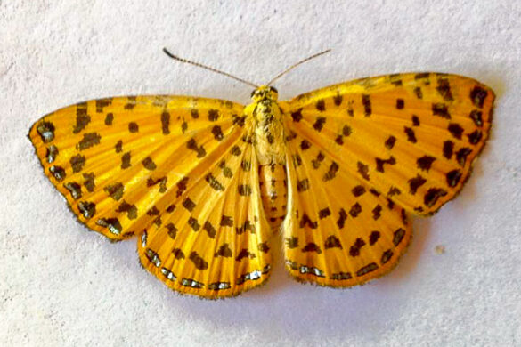 Argyrogrammana stilbe