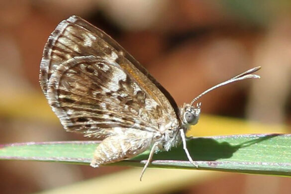 Aricoris signata