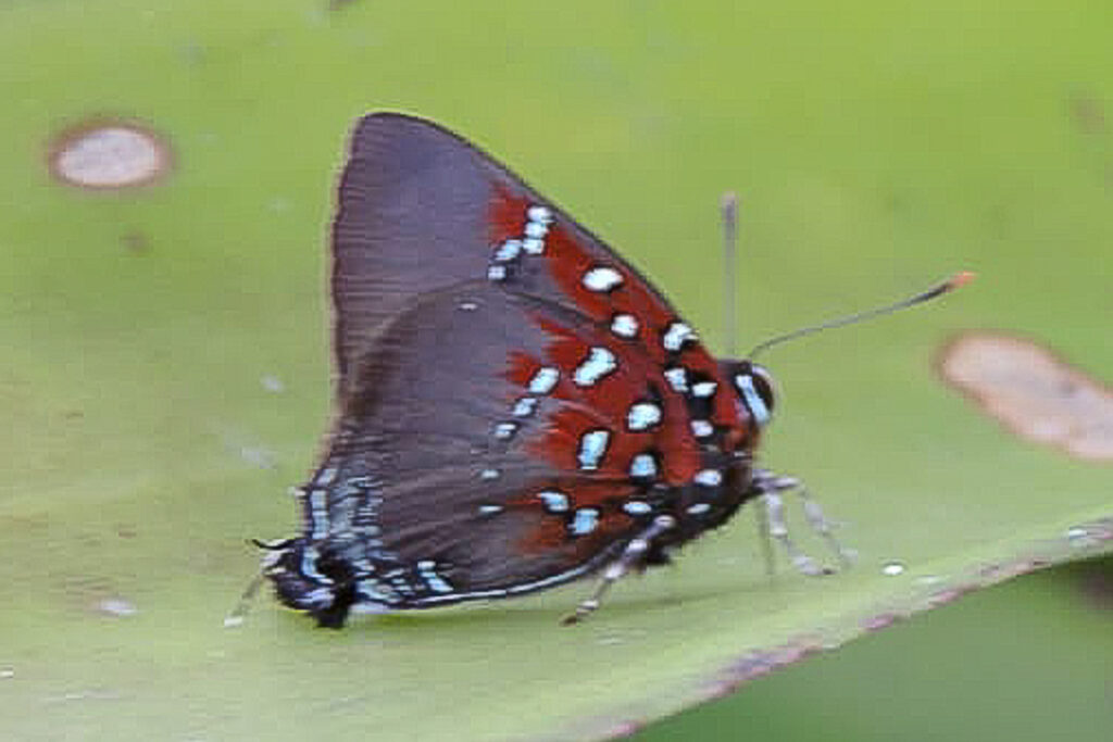 Brangas getus