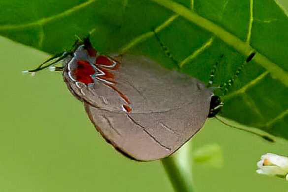 Calycopis janeirica