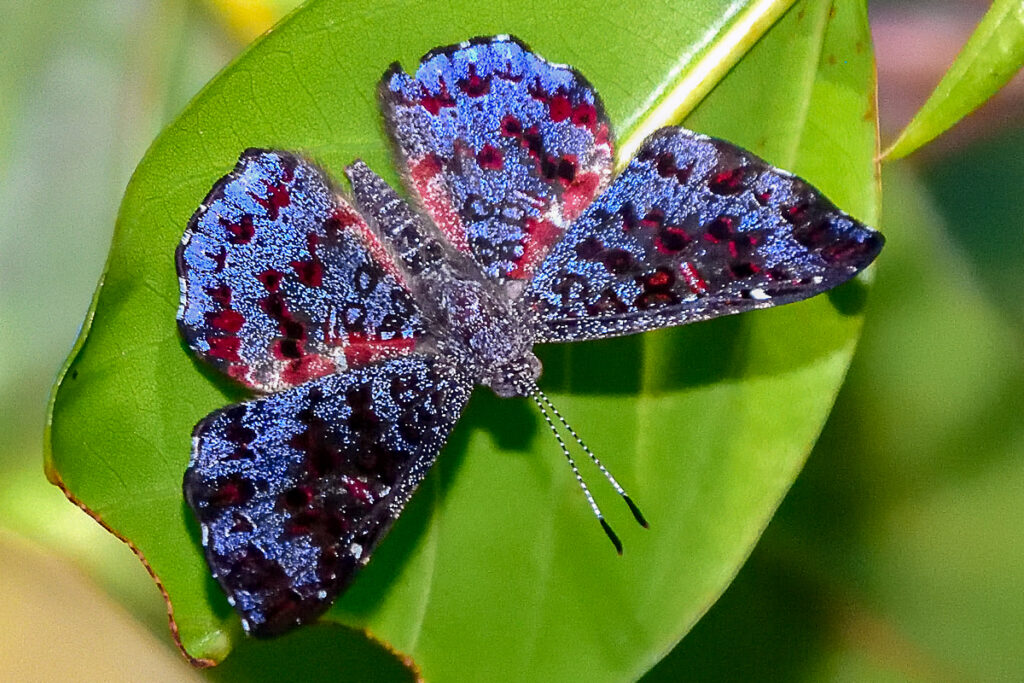 Calydna lusca