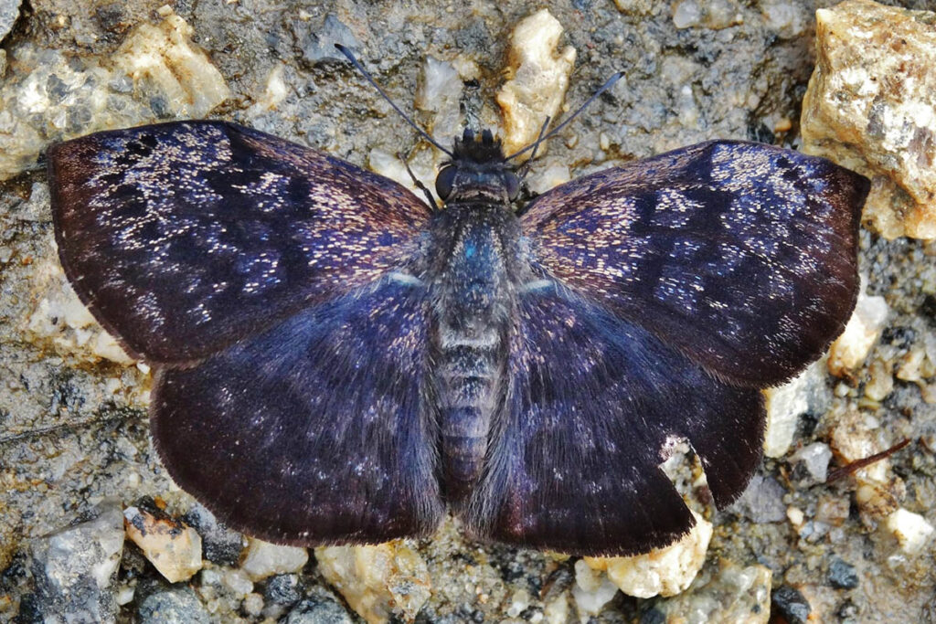 Camptopleura auxo