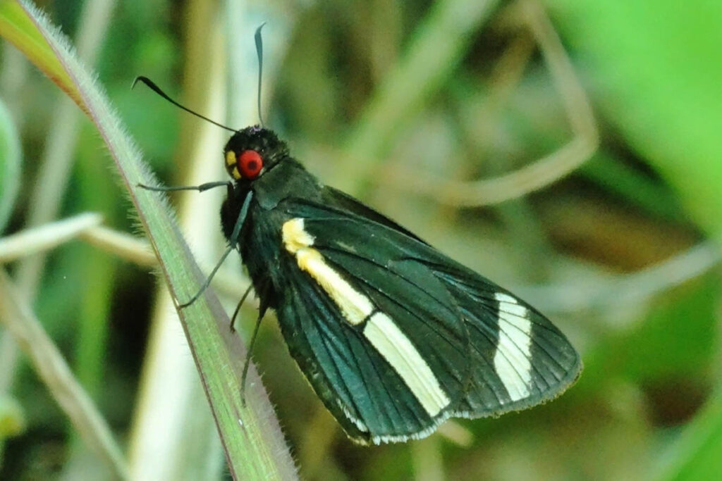 Carystus hylaspes