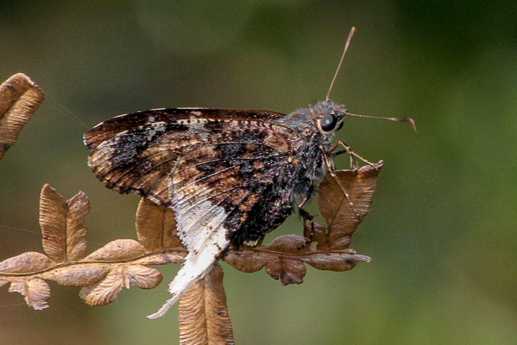 Cogia crameri