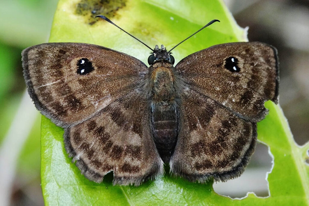 Cyclosemia lyrcaea