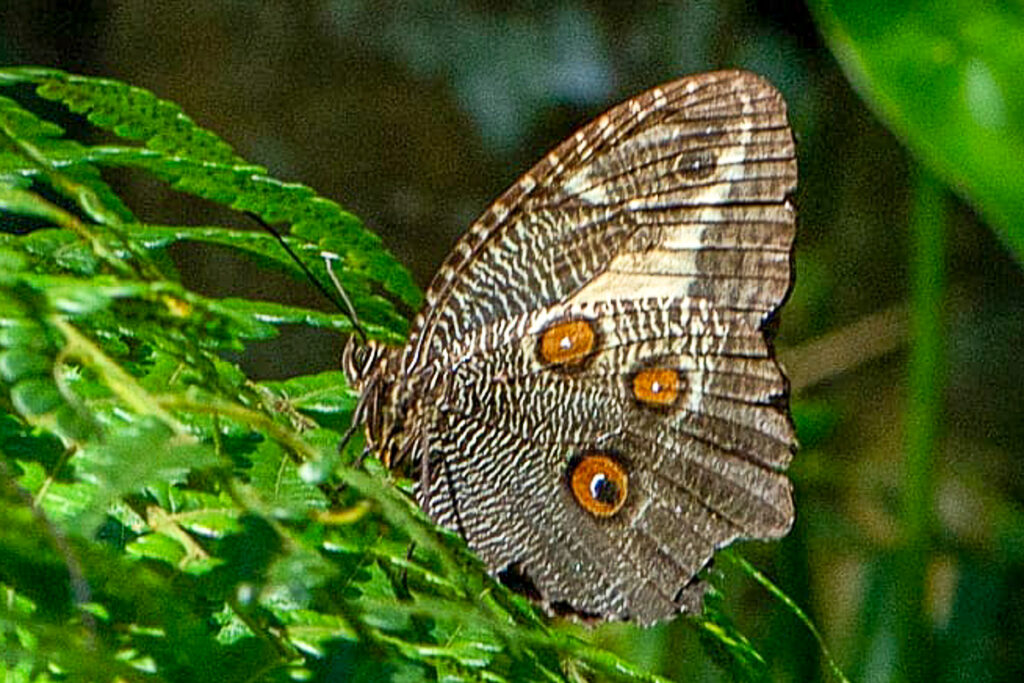 Dasyophthalma creusa baronesa