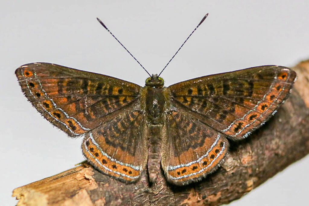 Detritivora zama