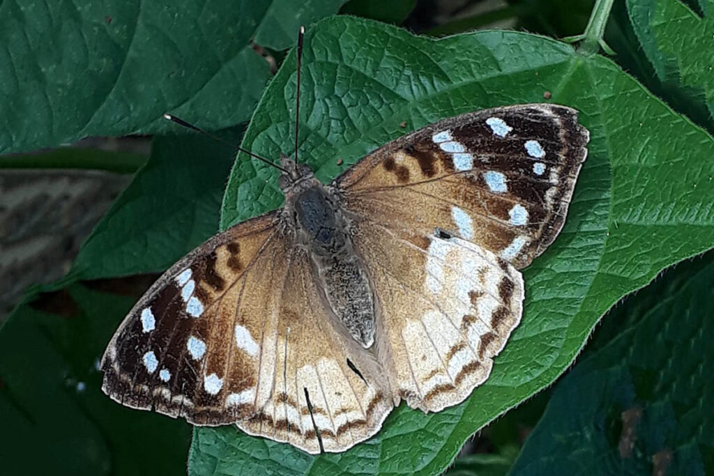 Doxocopa zalmunna