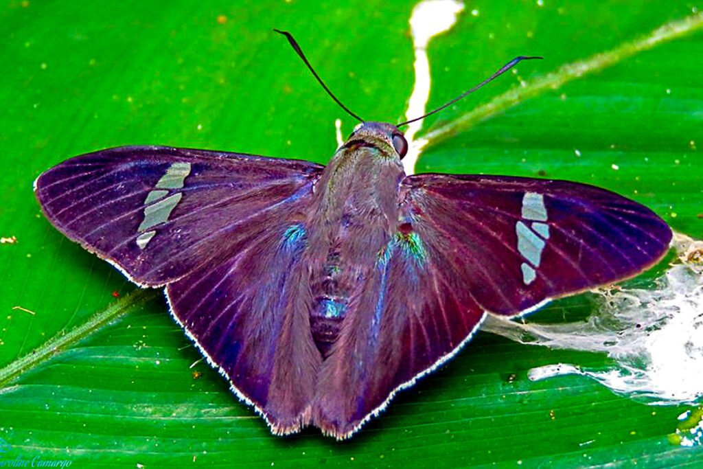 Ectomis albovenae