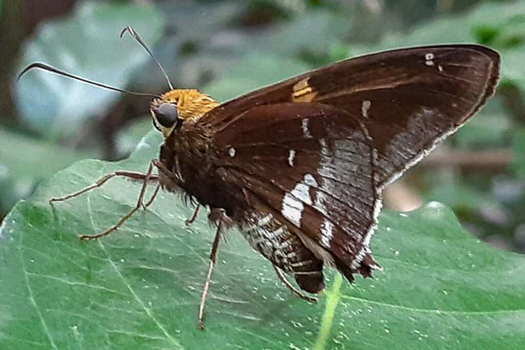 Epargyreus clavicornis