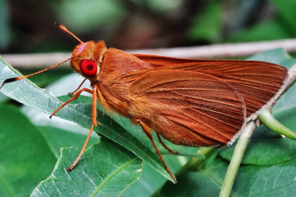 Evansiella cordela