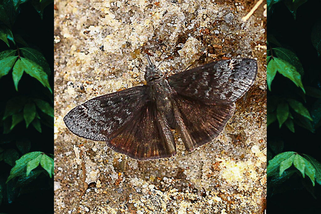 Gesta heteropterus