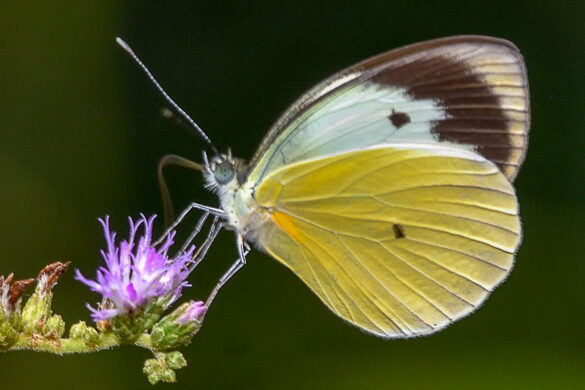 Glennia pylotis