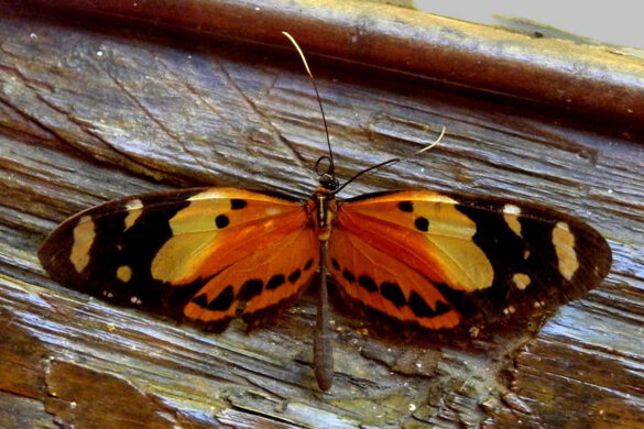 Heliconius numata