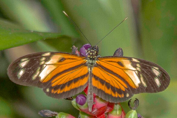 Heliconius numata ethra