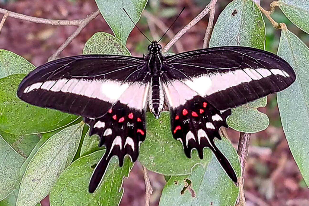 Heraclides hectorides