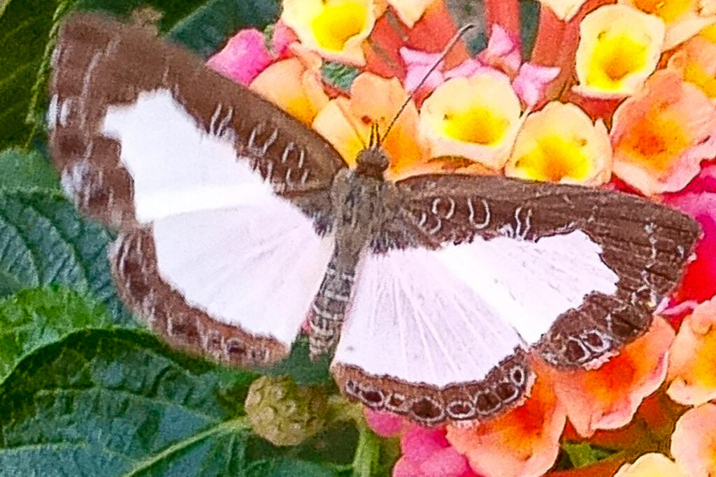 Juditha molpe